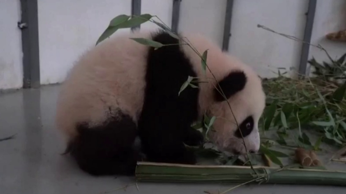 «Шагнула и плюхнулась»: малышка-панда из Московского зоопарка сделала первые шаги