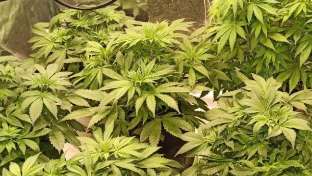 Выращивавшие коноплю в Мытищах москвичи предстанут перед судом