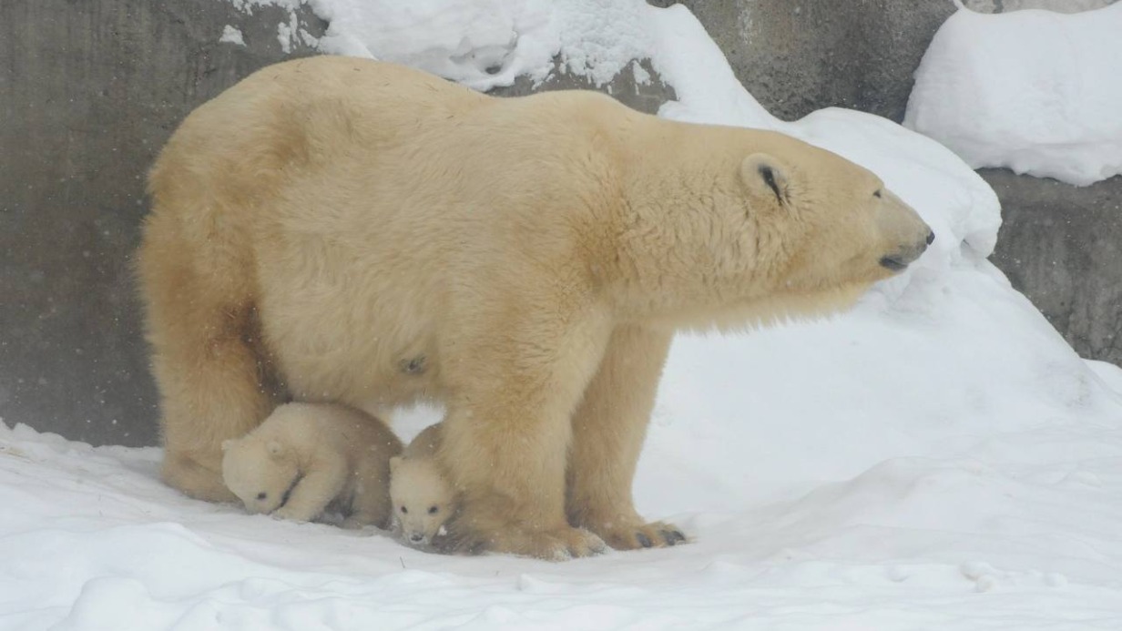 «Настоящая редкость»: Московский зоопарк поздравил медведицу Симону с 29-летием