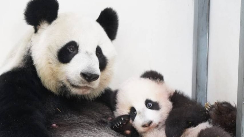 «Любовная любовь»: Московский зоопарк показал вылизывающую малышку-панду Диндин