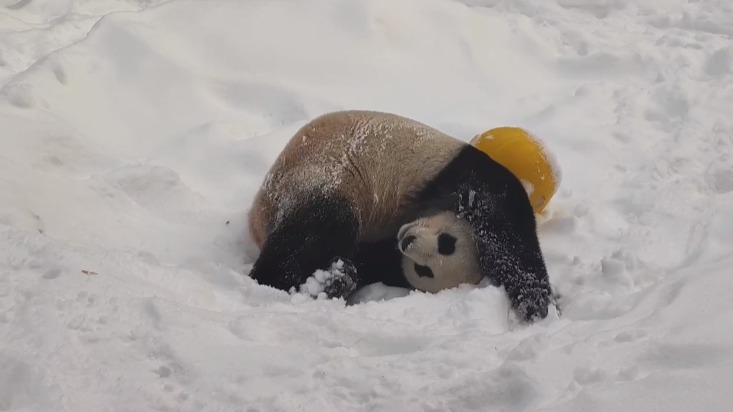 Московский зоопарк показал кувыркающегося в снегу отца малышки-панды