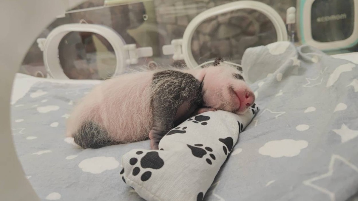 «Малюсенькая»: в Московском зоопарке вспомнили первые дни жизни малышки-панды