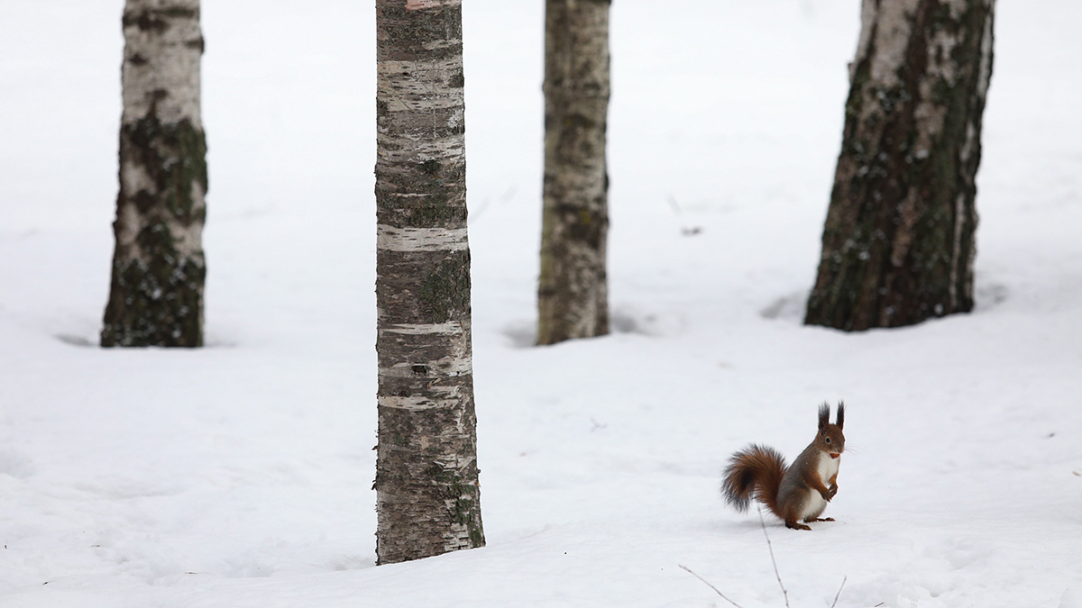 Погода в Москве в последние выходные этого года