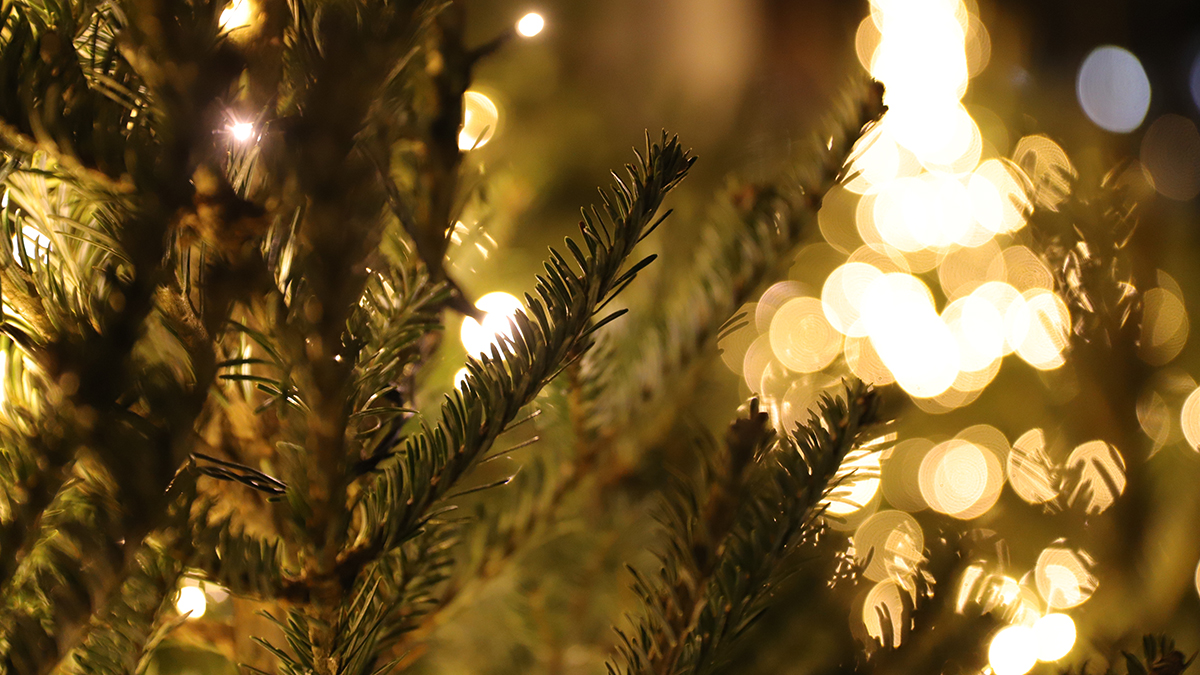 Может выделять химические агенты: как выбрать новогоднюю елку и не навредить себе