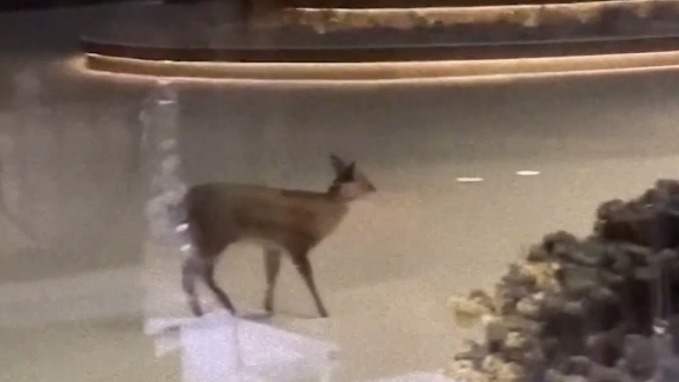 Редкий водяной олень нового вида впервые вышел к людям во Владивостоке