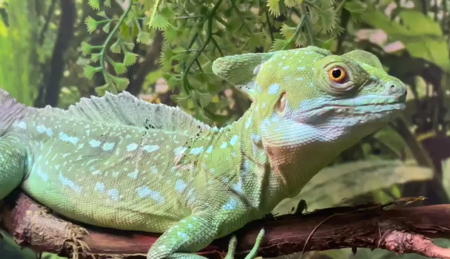 Символ 2024 года: в Московском зоопарке показали похожую на дракона рептилию