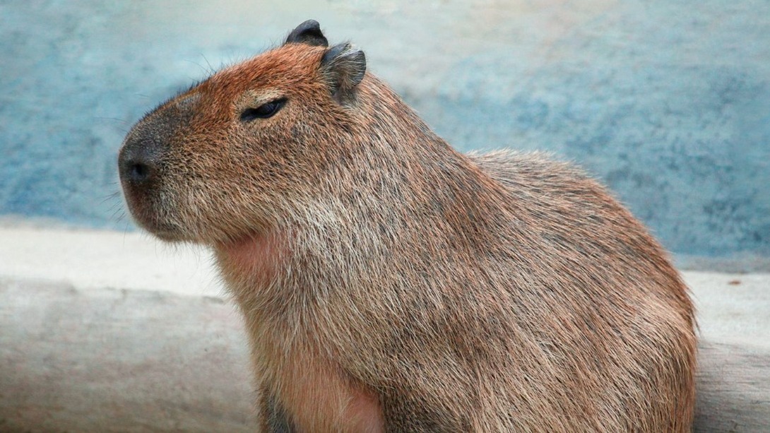 Капибары из Московского зоопарка обзавелись новым потомством