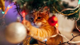 Чем опасны гирлянды