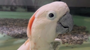 «Петруха, или Петруля»: Московский зоопарк показал кадры с молуккским какаду