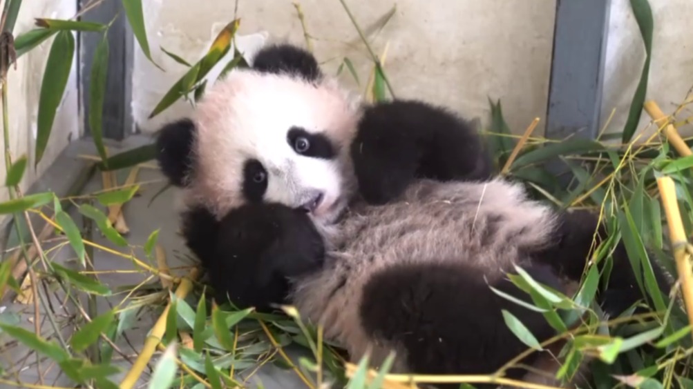 «Просыпаться или поваляться»: Московский зоопарк показал кадры с отдыхом Катюши