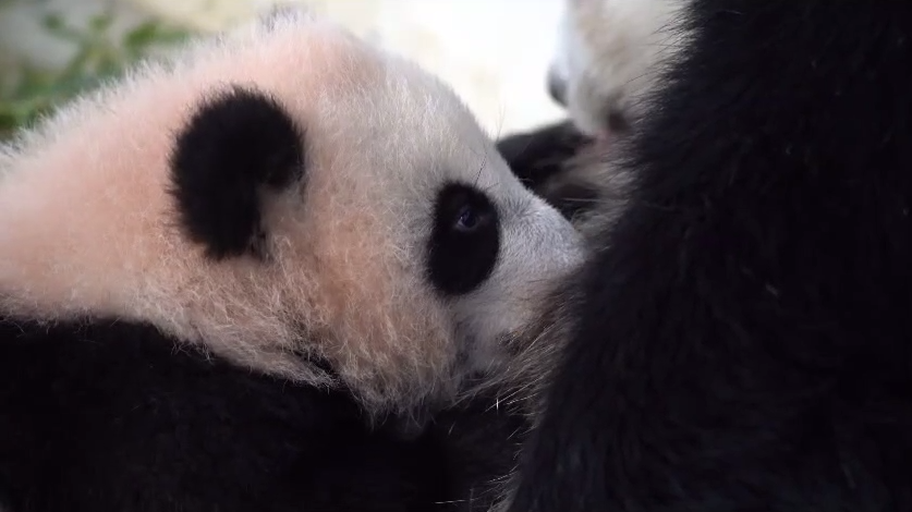 «Медитация на день»: Московский зоопарк показал процесс кормления панды Катюши