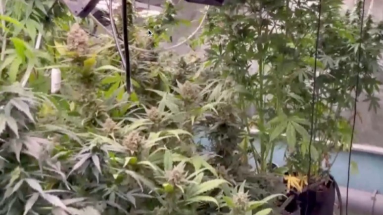 Житель Подмосковья выращивал коноплю в доме супруги
