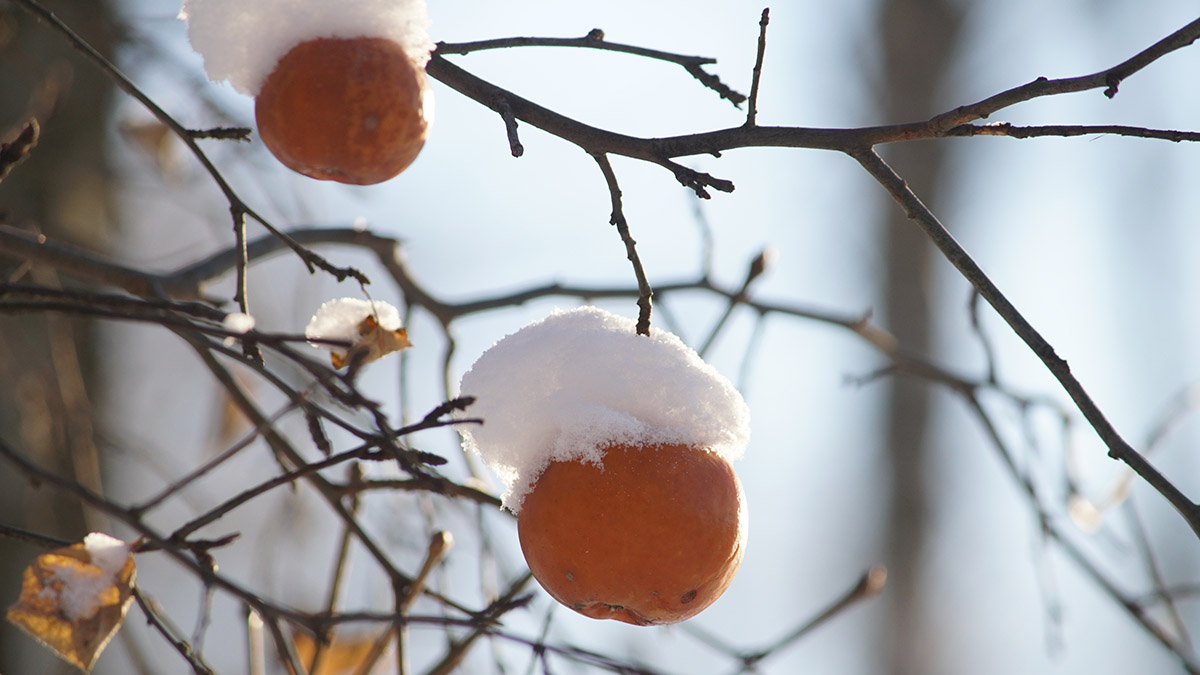 Как подготовить загородный участок к зиме 