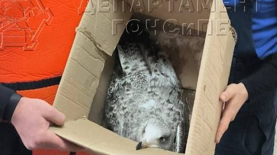 Спасатели освободили примерзшую ко льду на Москве-реке чайку