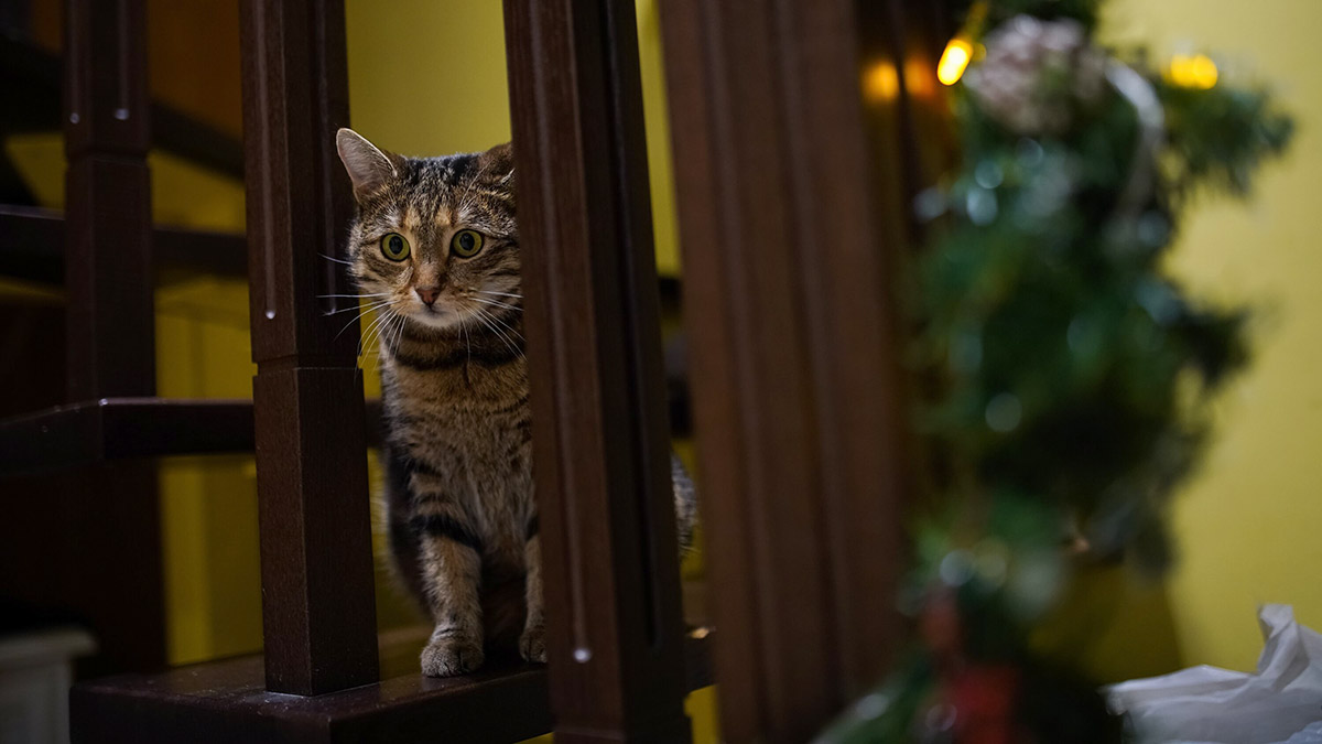 Москвичка удерживает в квартире почти сотню кошек в ужасных условиях