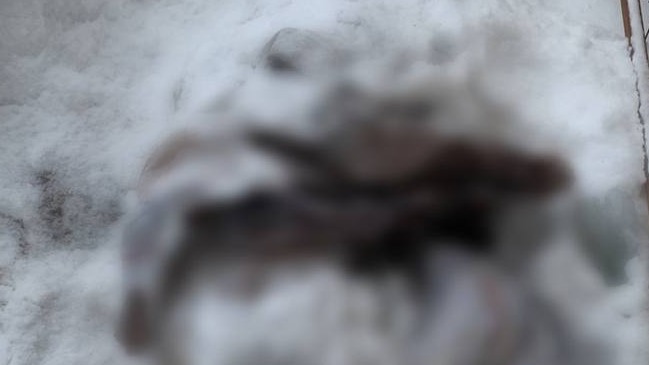 Тело женщины нашли на востоке Москвы