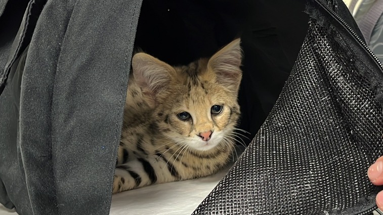 ФТС РФ раскрыла подробности спасения котят сервала от вывоза в Турцию