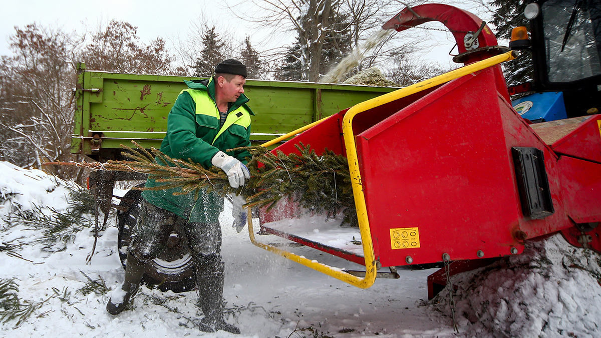 Как правильно утилизировать елку