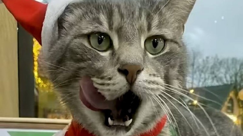 Калининградского кота Сергея номинировали на международный «Лохматый оскар»
