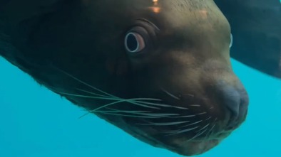 «Кого бы припугнуть»: в Московском зоопарке показали загадочного сивуча Дино