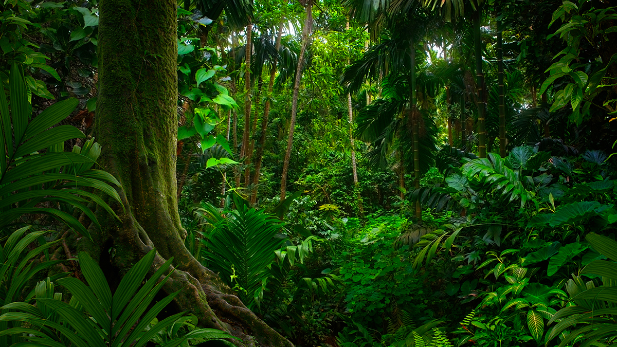 Новый вид змей с синими губами обнаружили в тропических лесах Вьетнама