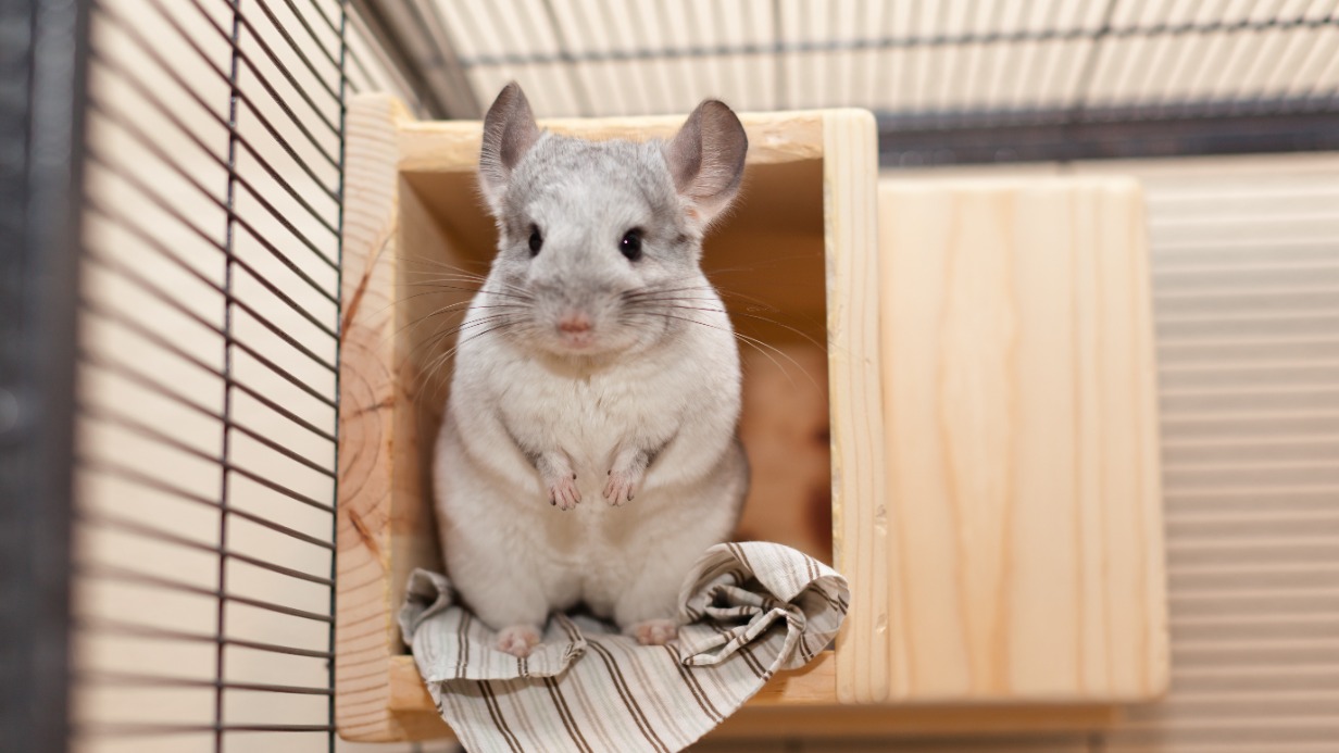 Таможенники предотвратили контрабанду шиншиллы на ВДНХ