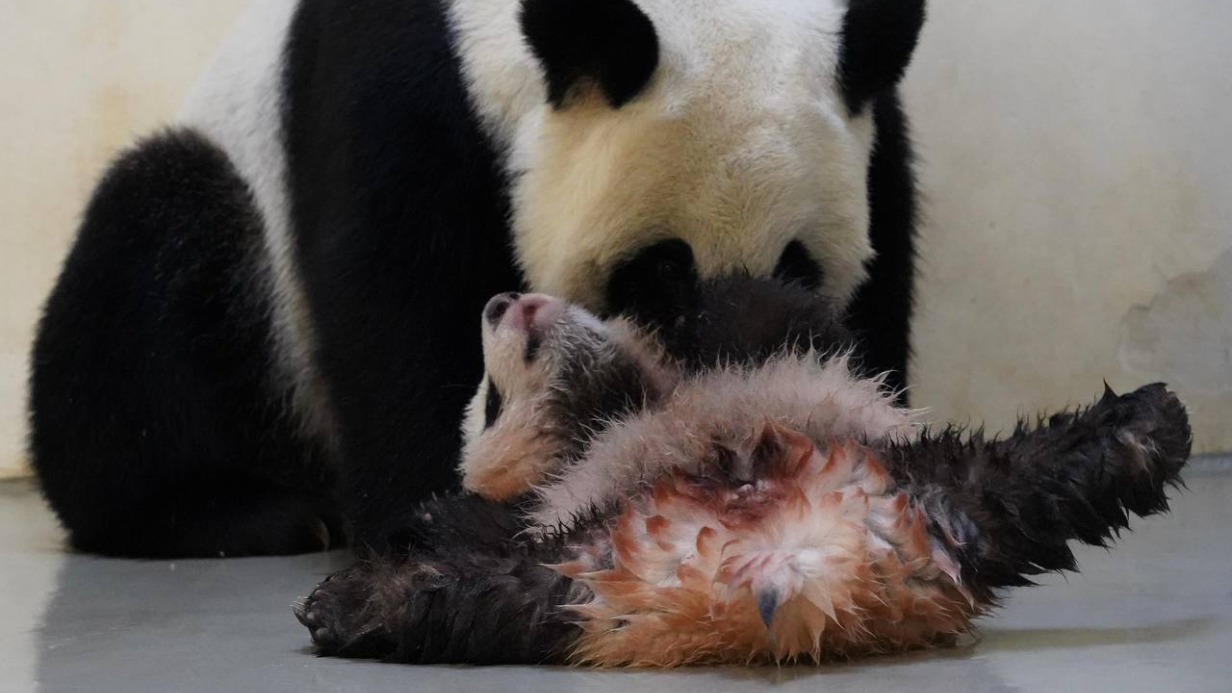 «Мне и здесь хорошо»: малышка-панда Катюша не захотела выходить из вольера
