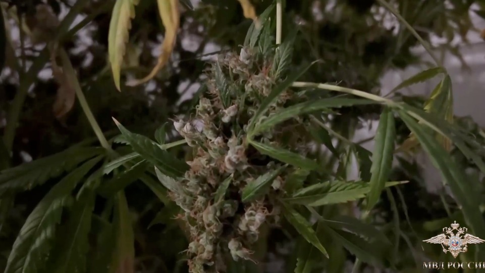 Полицейские обнаружили крупную плантацию конопли в подмосковной деревне