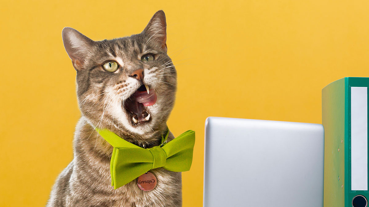 «Уволенного» из магазина в Зеленоградске кота Сергея «повысили» в должности 