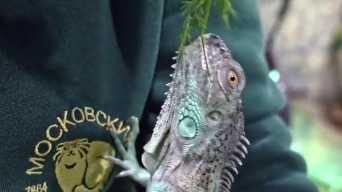 «Такие красивые»: Московский зоопарк показал растительную трапезу игуан 