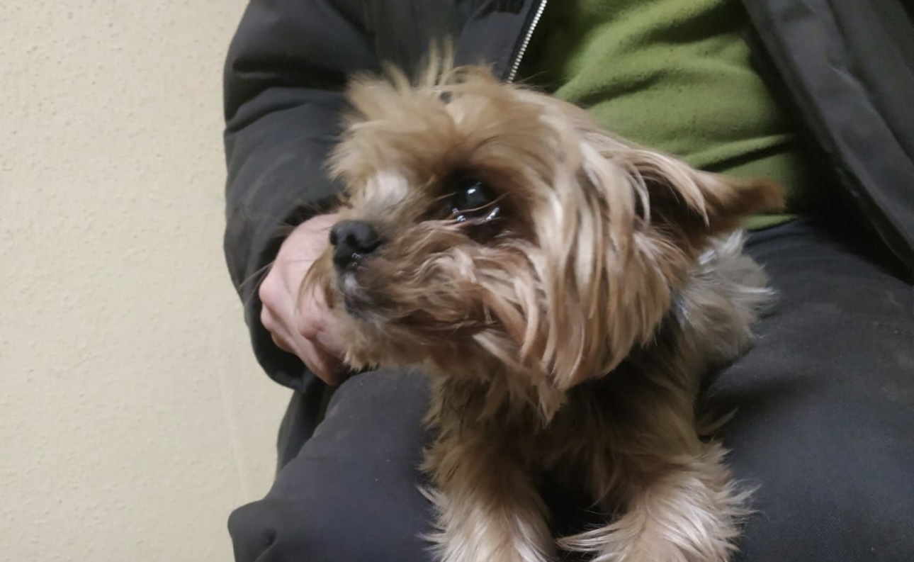 Йоркширского терьера нашли в отходах на перерабатывающем заводе в Петербурге