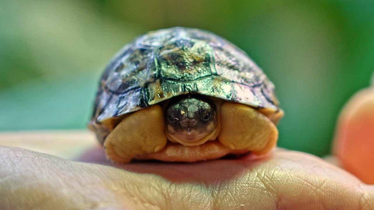 Больше 1,5 тысячи детенышей появилось в Московском зоопарке в 2023 году