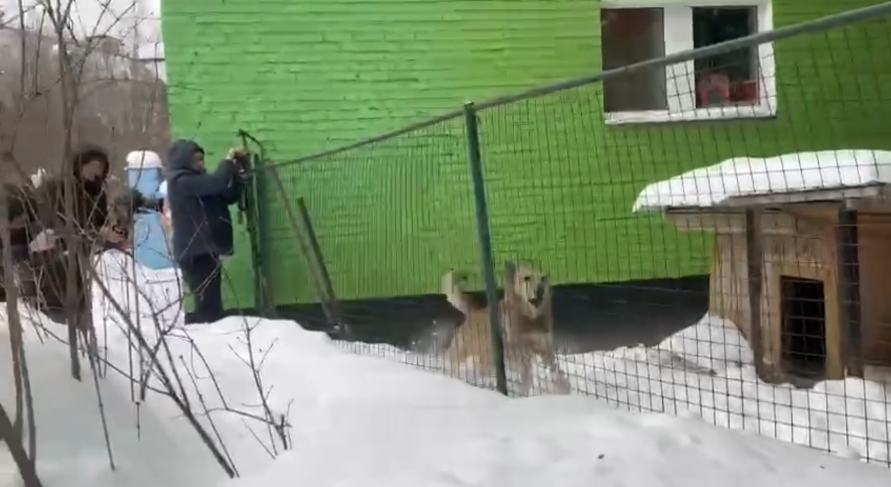 Пес Филя вернулся в детский сад в Химках