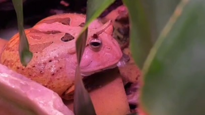 «Очень прожорлива»: Московский зоопарк показал способности амазонской рогатки