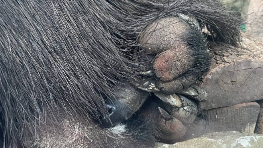 «Только носик торчит»: Московский зоопарк показал спящего муравьеда Диего