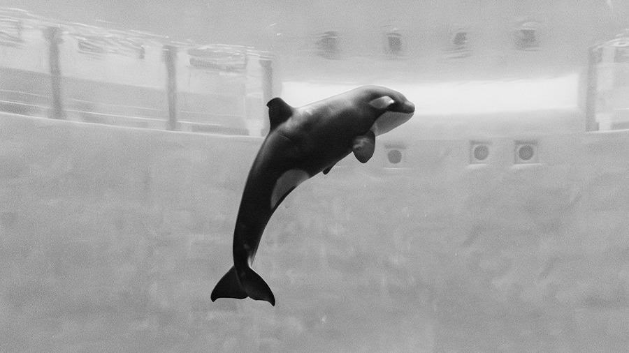 Детеныш косатки Наи погиб в «Москвариуме» из-за врожденной болезни
