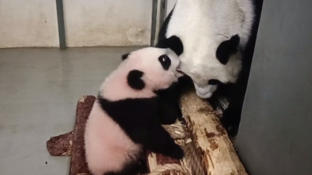 «Поиграем в «Царь горы»?»: Московский зоопарк показал, как играет панда Катюша