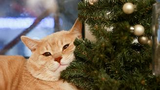 Как правильно встретить старый Новый год