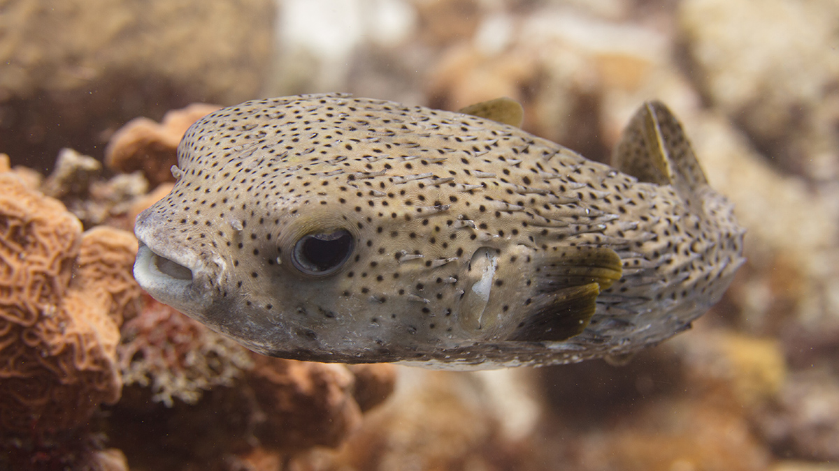 Тропическую рыбу впервые прооперировали в России