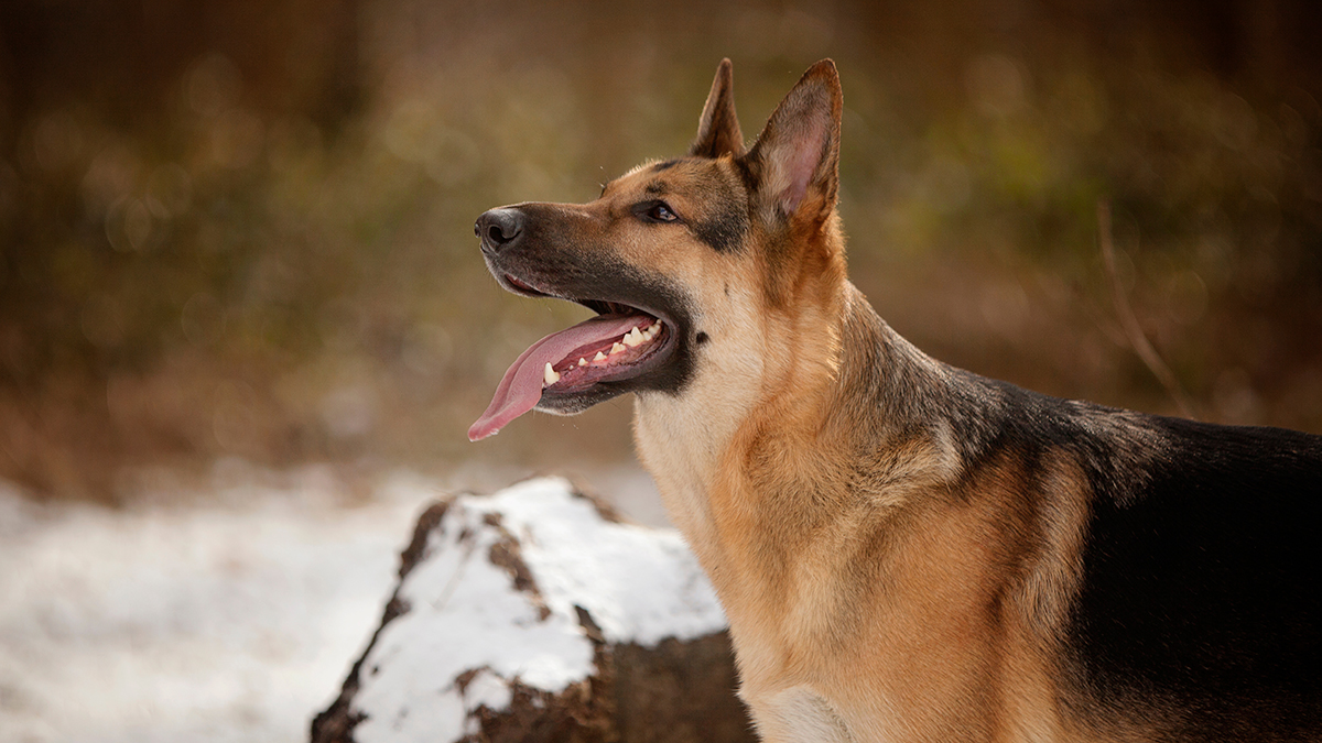 Живший с овчаркой «Маугли» из Подольска получил два образования