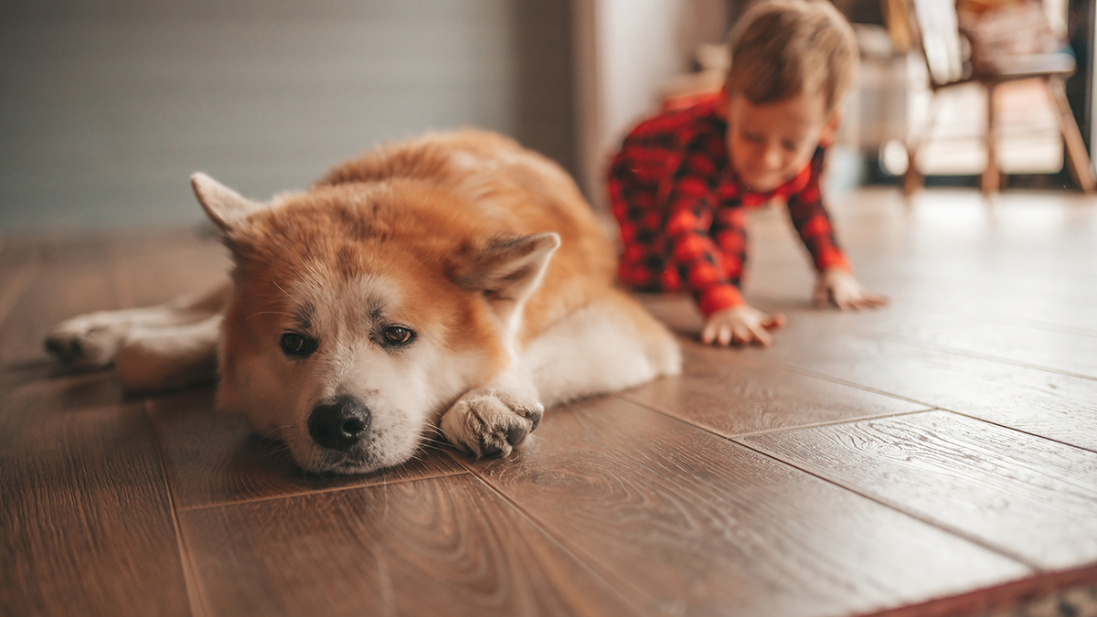 Собака прокусила череп четырехлетней девочке в Подмосковье