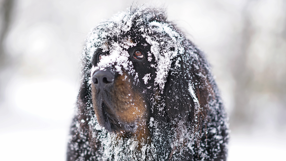 СК возбудил уголовное дело после смерти жительницы Подмосковья от укусов мастифа