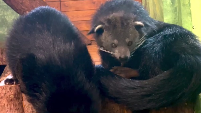 «Обидно за усатых»: в Московском зоопарке рассказали, кто такие бинтуронги