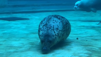 «Свернула в сторону»: Московский зоопарк показал тюленя-подводную лодку