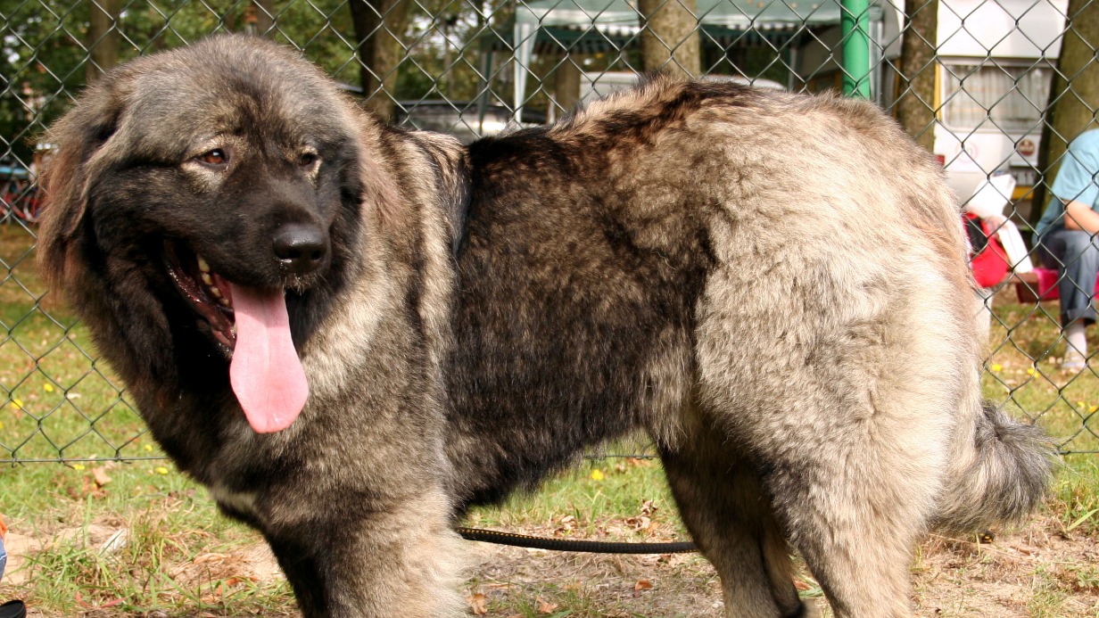 Кавказская овчарка насмерть загрызла четырехлетнюю девочку в Кузбассе