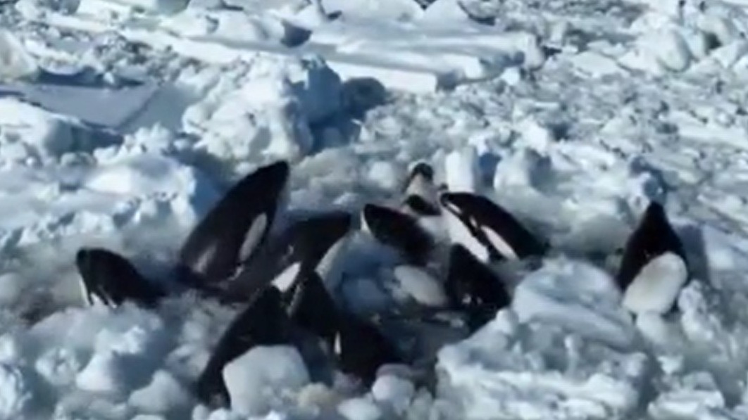 «Ледяная ловушка»: какая судьба ждет косаток, застрявших у берегов Японии