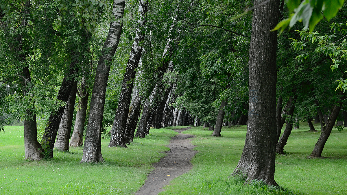 Банда 11-летних детей захватила парк в Канаде и терроризировала окружающих