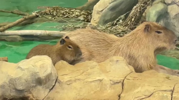 «Максимально похожи»: Московский зоопарк показал дружную семью капибар