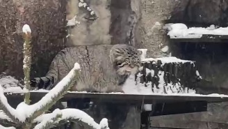 «Остановить это»: Московский зоопарк показал негодующего из-за снега Тимошу