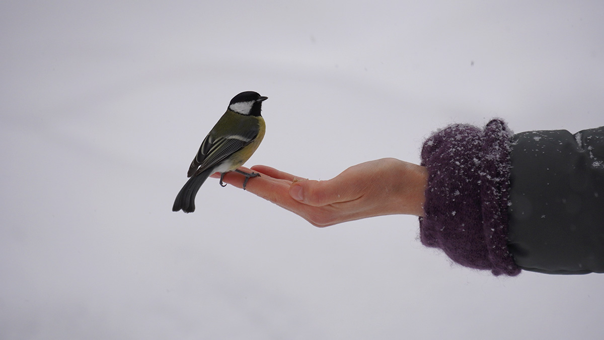 Новелла «Февральская лазурь»